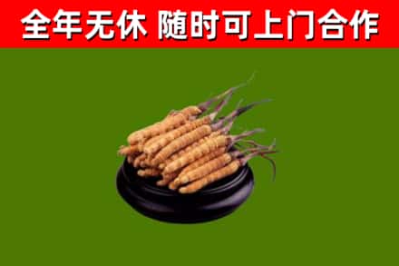 赤峰回收散虫草