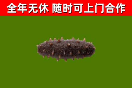 赤峰回收海参干